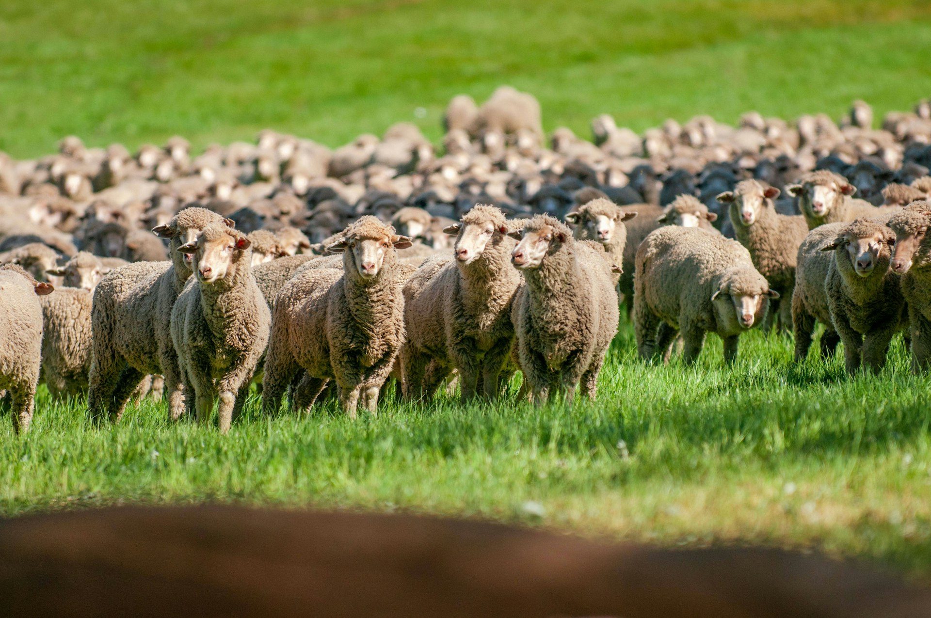 Merinoschafe auf einer Weide